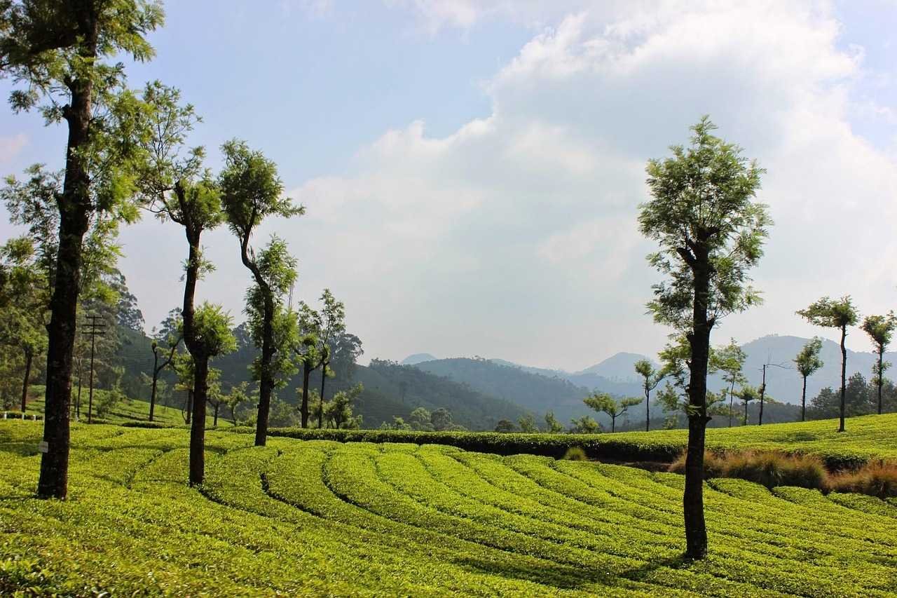 Tropical Bliss – Kerala’s Most Loved Holiday 06N 07D | Travokash - Activity & Sightseeing