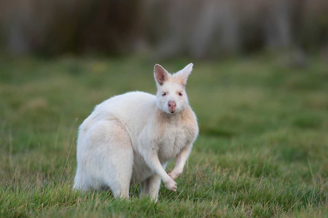 Australian Wonders – Signature Group Tour by Travokash - Stays