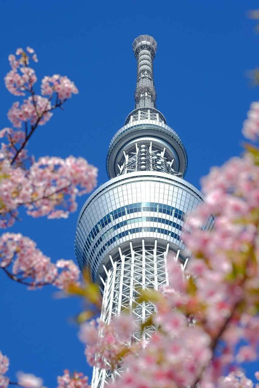 Japan Turns Pink – Sakura Moments Group Tour | Travokash - Destinations