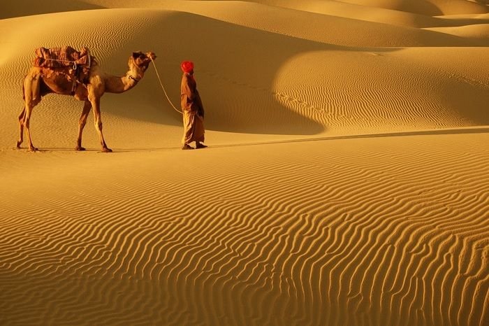 Camel Safari
